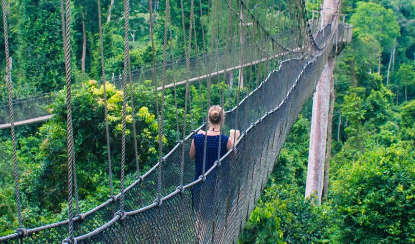 Persona caminando sobre un puente colgante en medio de un frondoso bosque verde.