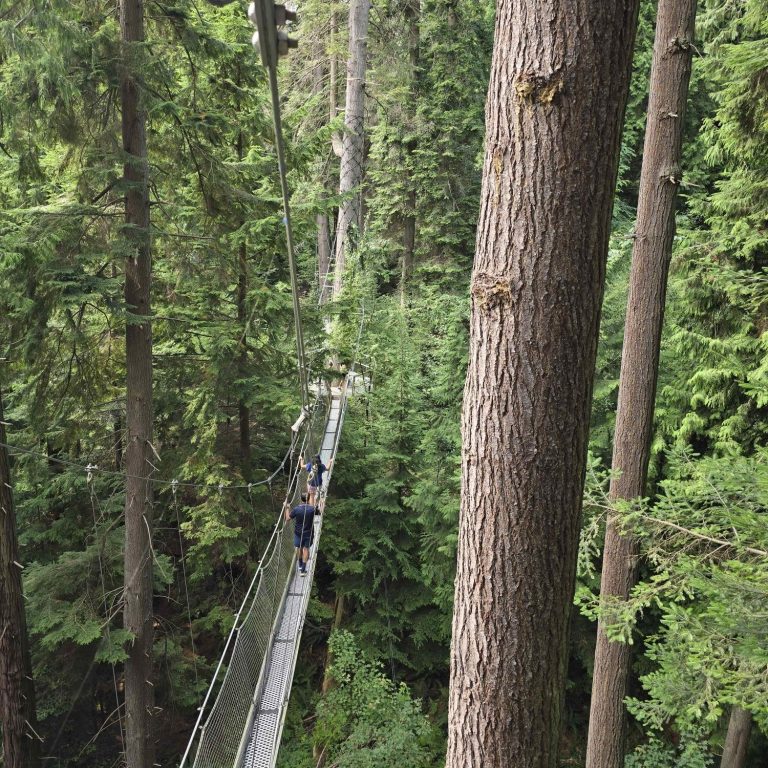 Puente colgante rodeado de un denso bosque verde y árboles altos.